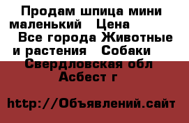 Продам шпица мини маленький › Цена ­ 15 000 - Все города Животные и растения » Собаки   . Свердловская обл.,Асбест г.